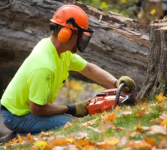 tree services Scandia